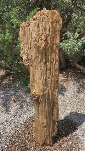 Petrified Wood Fountain from The Rock Star Gallery