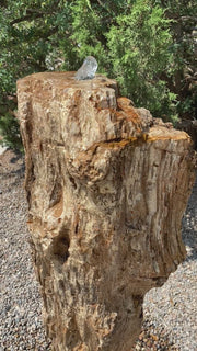 Petrified Wood Fountain from The Rock Star Gallery