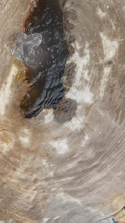 Petrified Wood Stone Fountain by The Rock Star Gallery in courtyard landscape design.